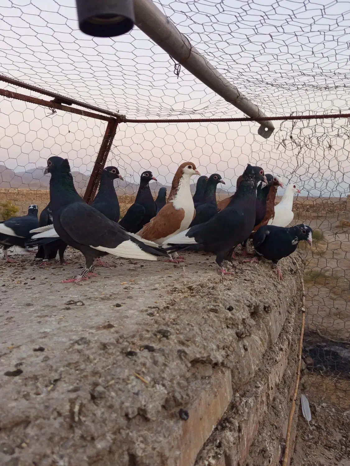 پلنگ نر سوارخ|پرنده|زرند, |دیوار