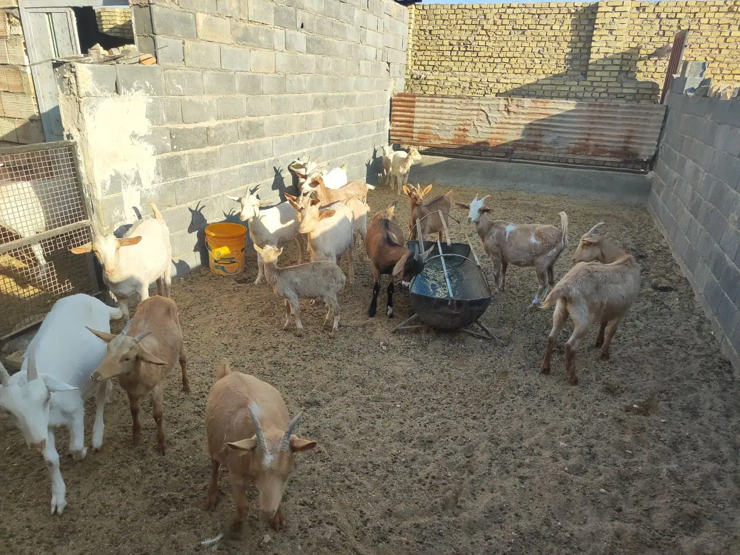 کره ماده دورگ سانن|حیوانات مزرعه|میبد, |دیوار