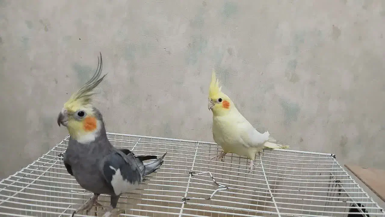 عروس هلندی|پرنده|مشهد, گلشور|دیوار