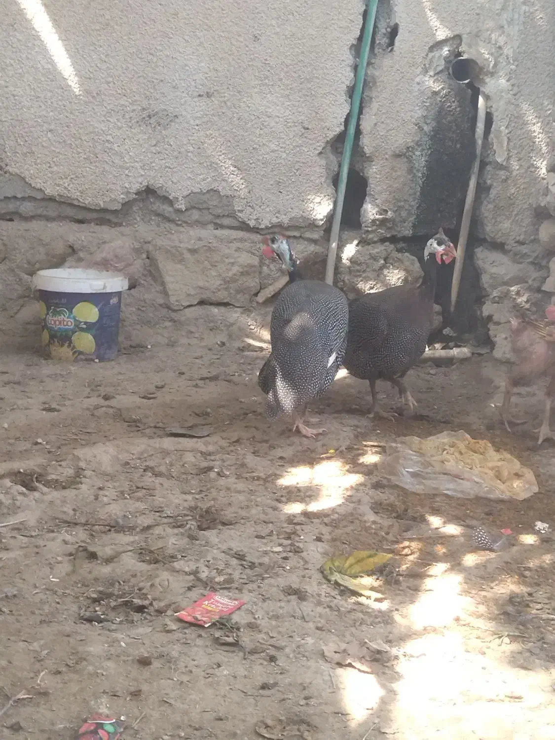 2 تا مرغ شاخدار|حیوانات مزرعه|لامرد, |دیوار