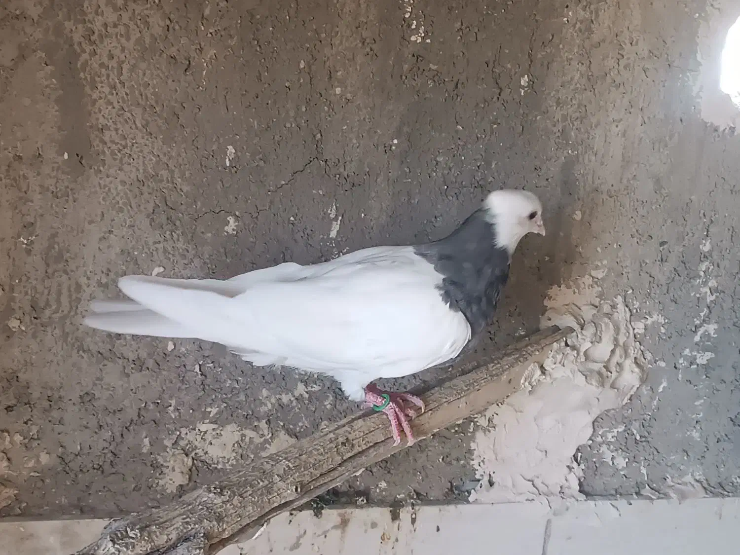 کبوتر|پرنده|کنگاور, |دیوار