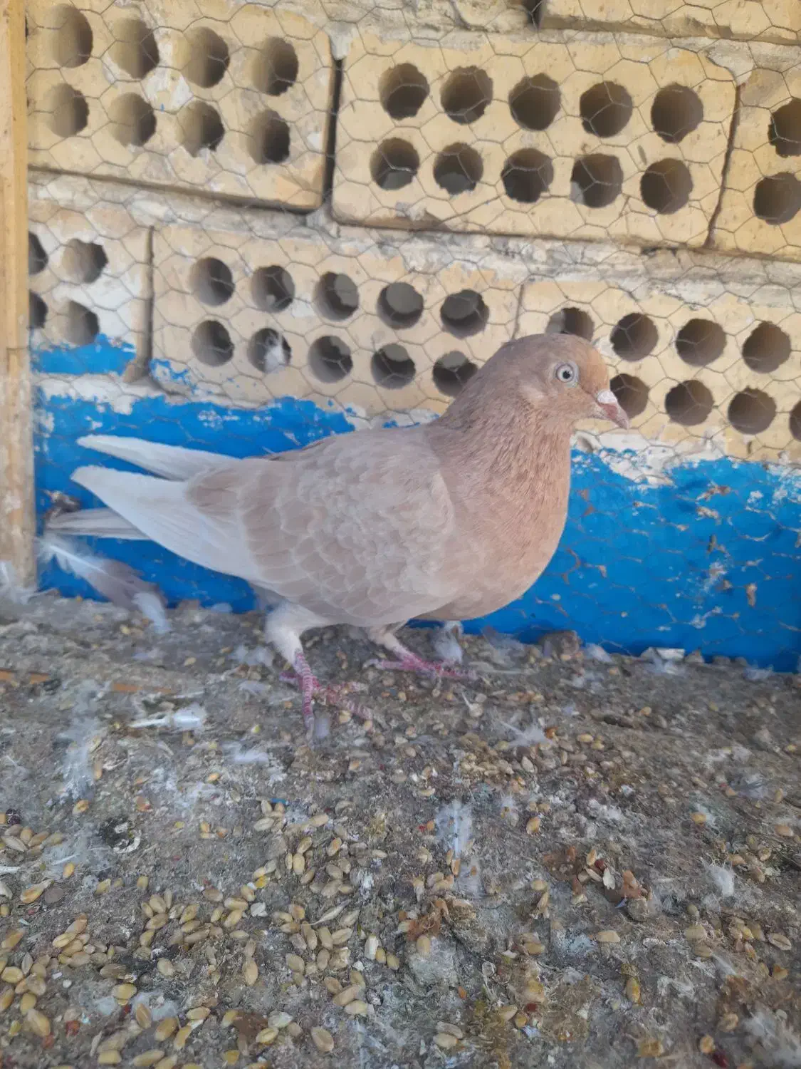 کفتر|پرنده|کاشان, مصلی|دیوار