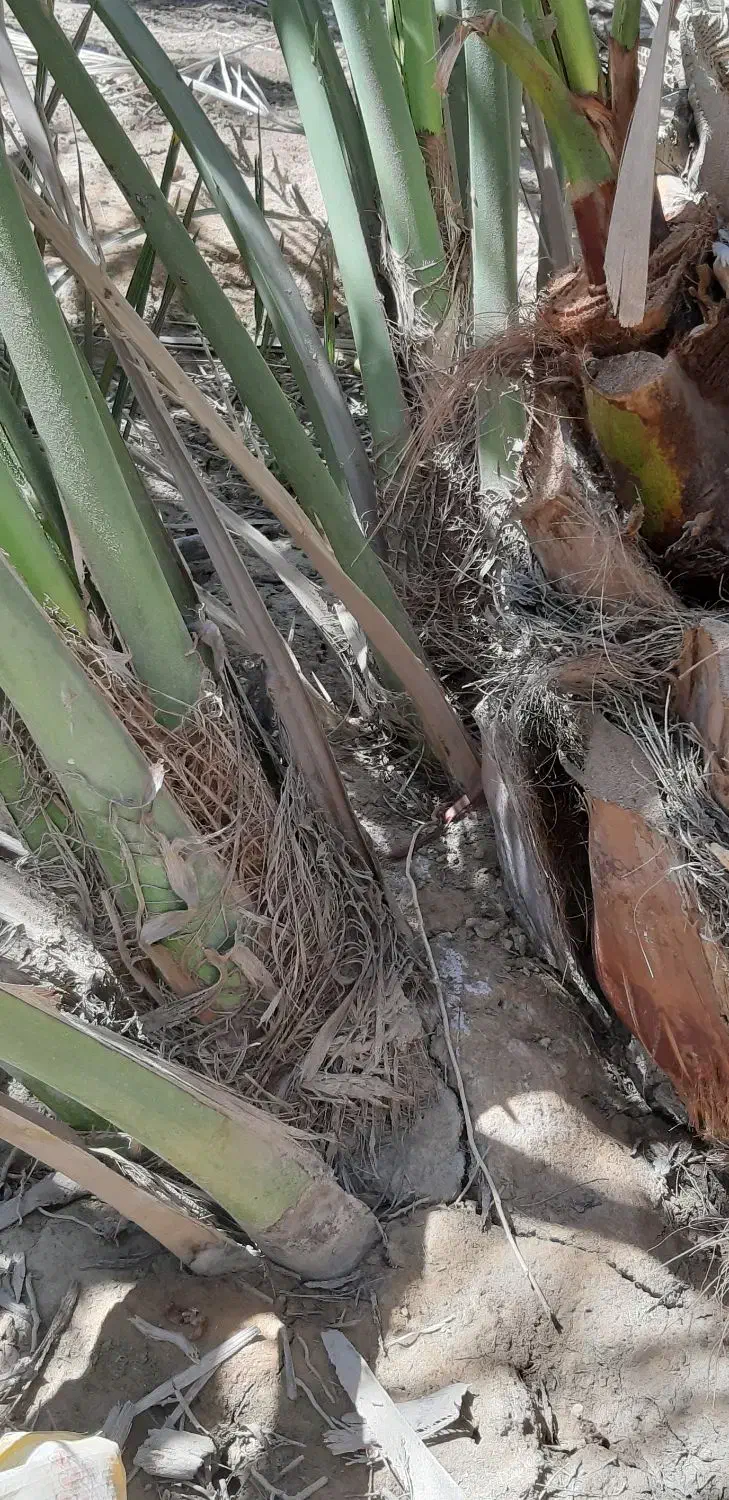 پاجوش برحی|گل و گیاه طبیعی|بندر ماهشهر, |دیوار