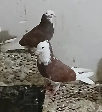 ابلاغ|پرنده|میاندوآب, |دیوار