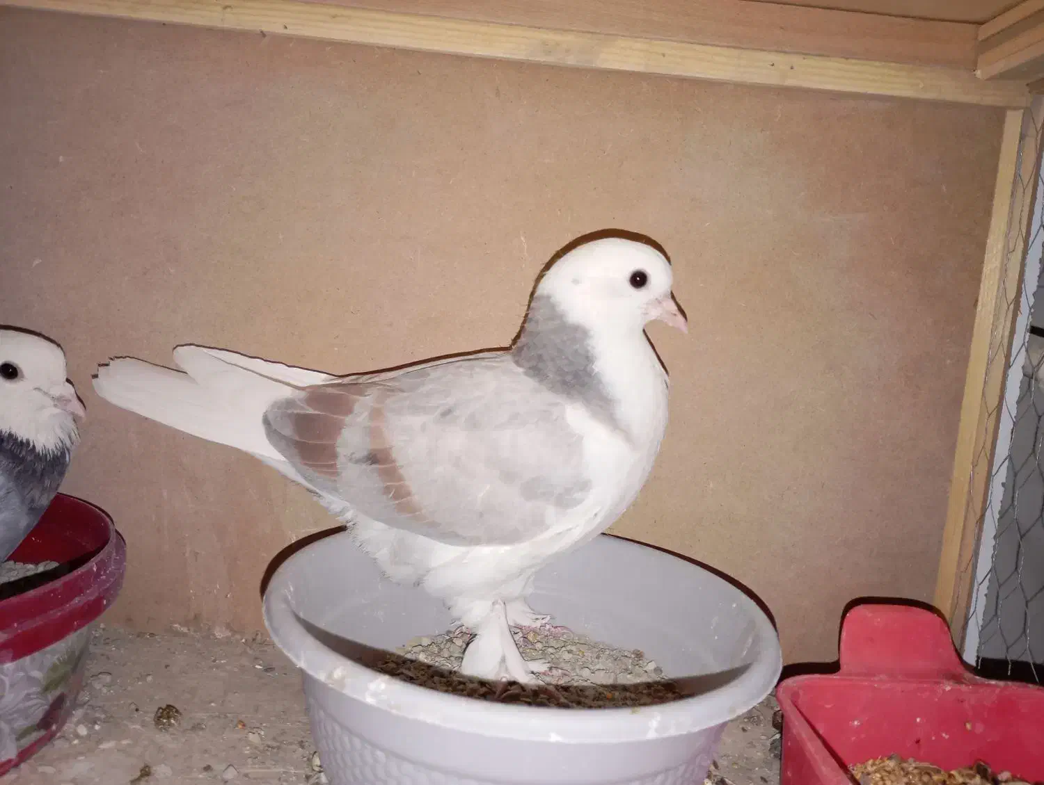 کفتر هما سرور|پرنده|صباشهر, |دیوار