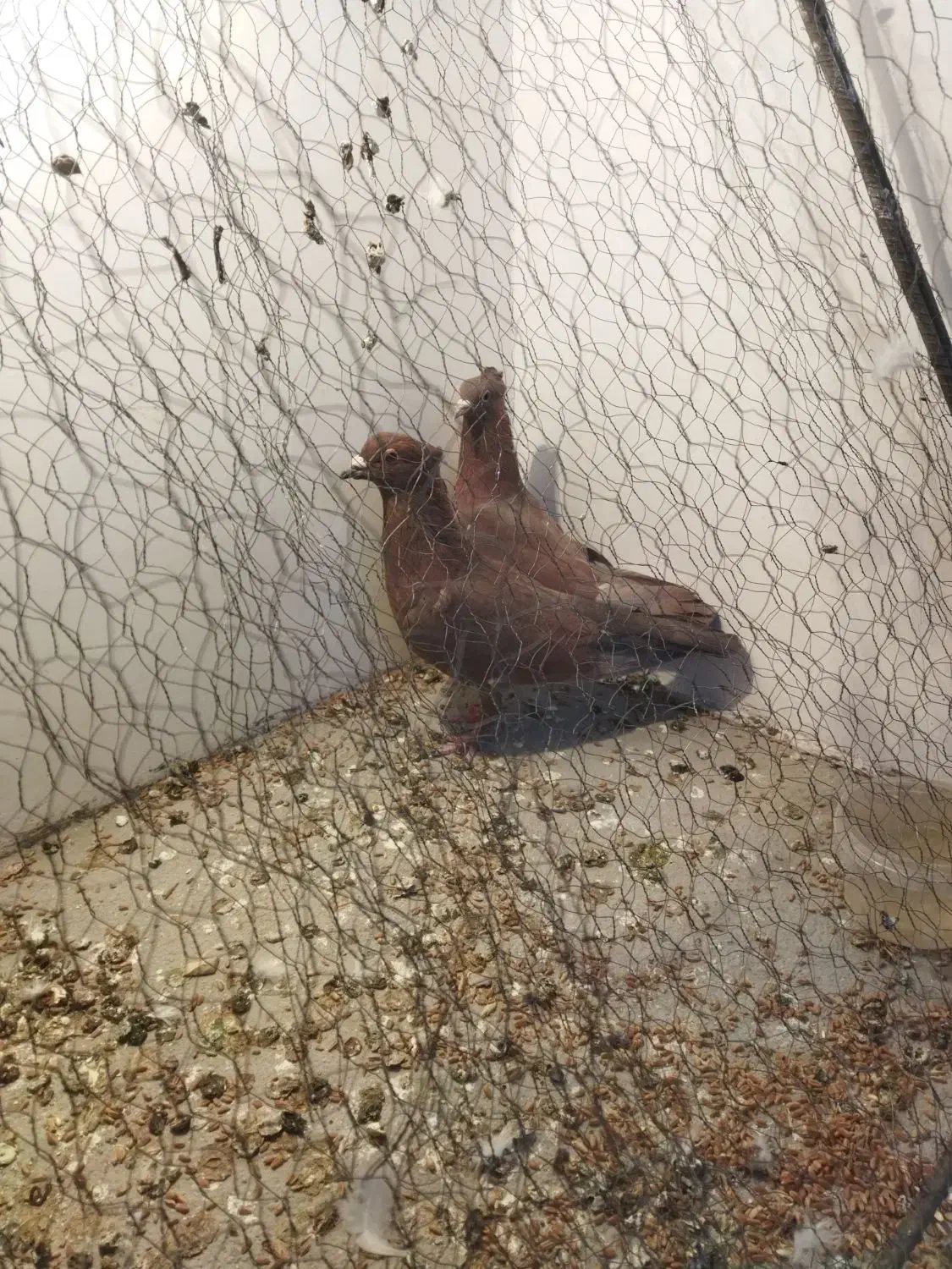 جفت سرخ کرمونی تاجی میخ|پرنده|قائن, |دیوار