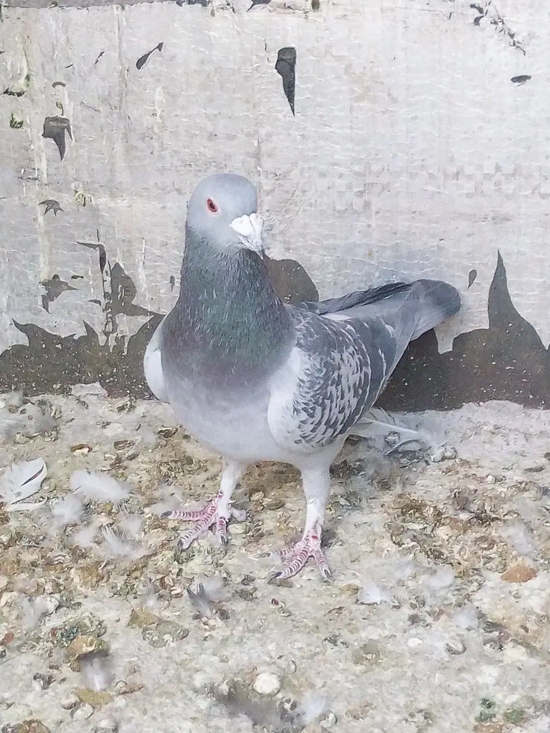 بدرنگ نر|پرنده|بم, |دیوار