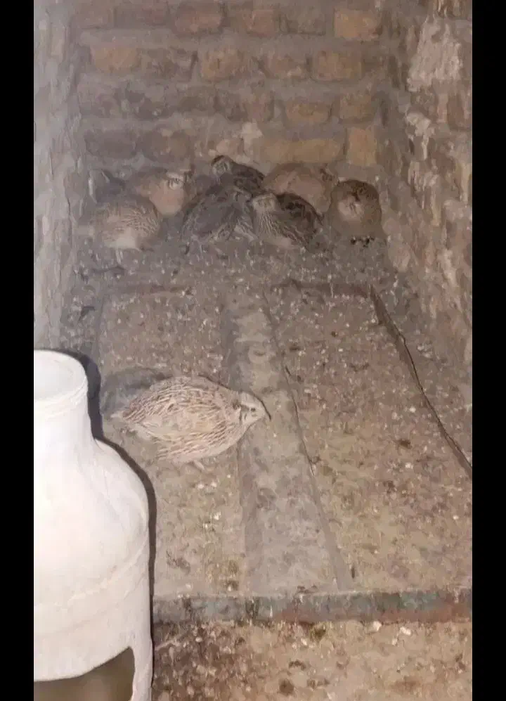 پرنده|حیوانات مزرعه|نیشابور, مازول|دیوار