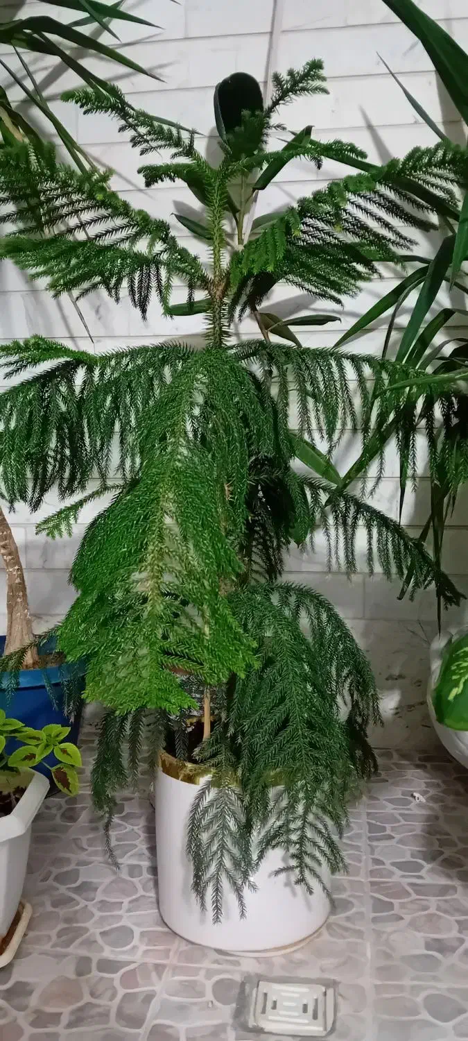 گل کاج|گل و گیاه طبیعی|سنقر, |دیوار