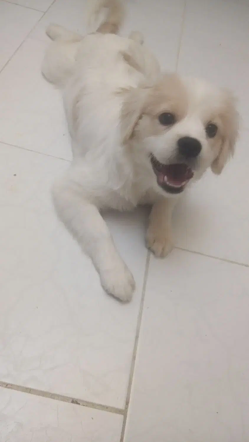 حیوانات|سگ|ارومیه, |دیوار