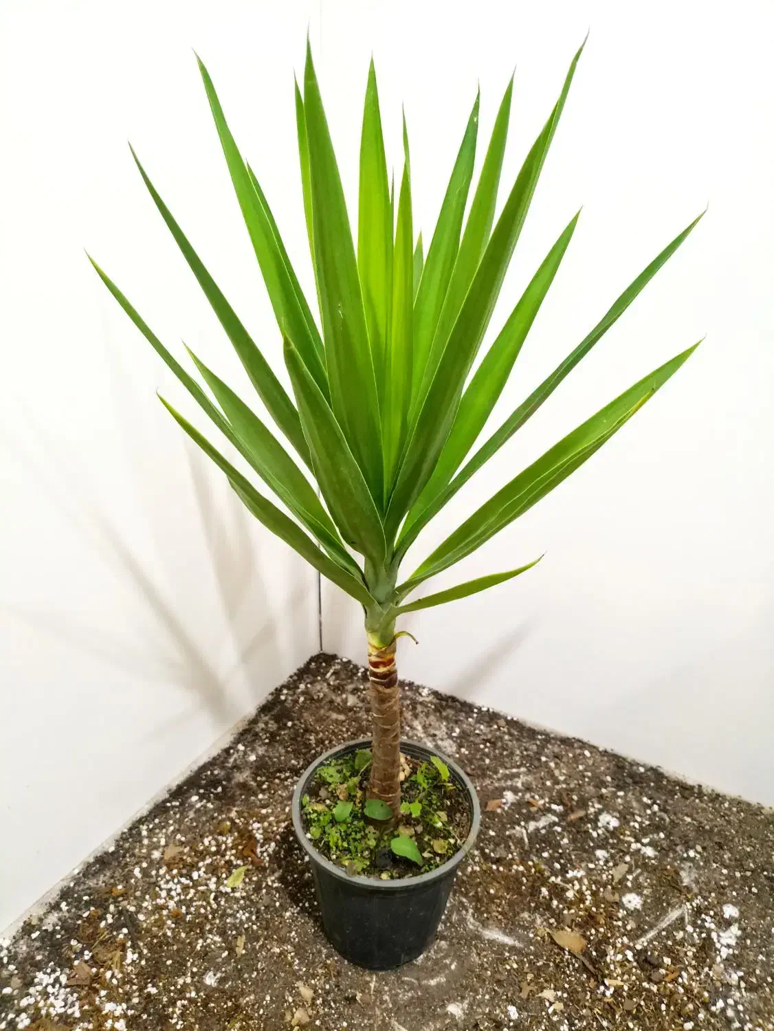 گل های آپارتمانی|گل و گیاه طبیعی|شاهین‌شهر, عطار|دیوار