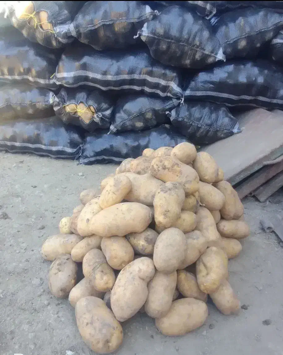 سیب زمینی درشت مخصوص فست فود|خوردنی و آشامیدنی|تهران, جوادیه|دیوار