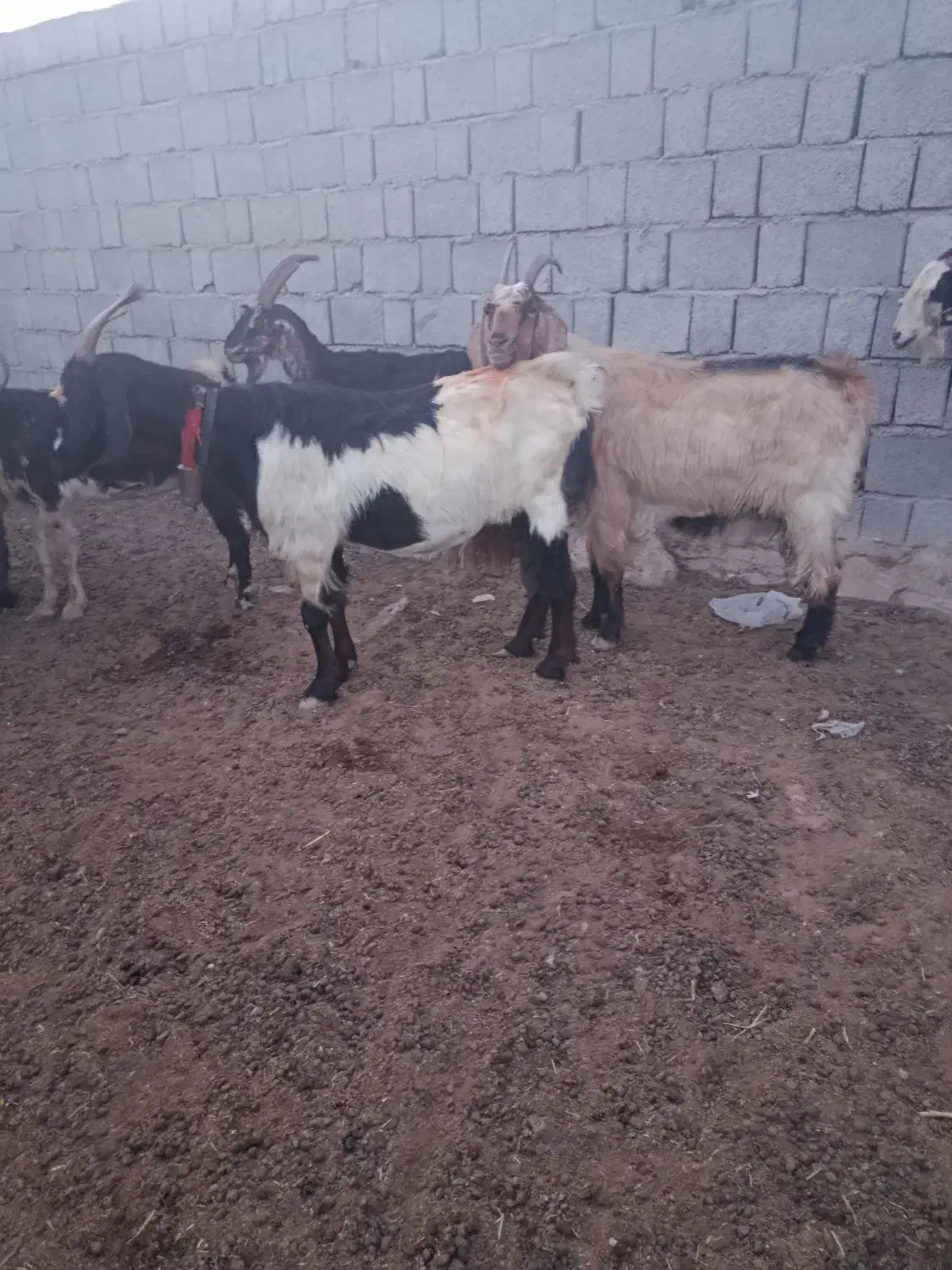 تعداد 20راس بز کهر ه دار داشتی|حیوانات مزرعه|بندر گناوه, |دیوار