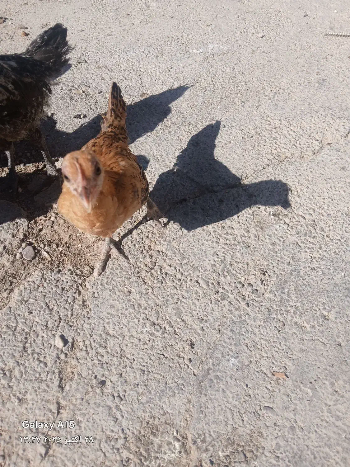 جوجه گلین|حیوانات مزرعه|اسلام‌‌آباد غرب, |دیوار