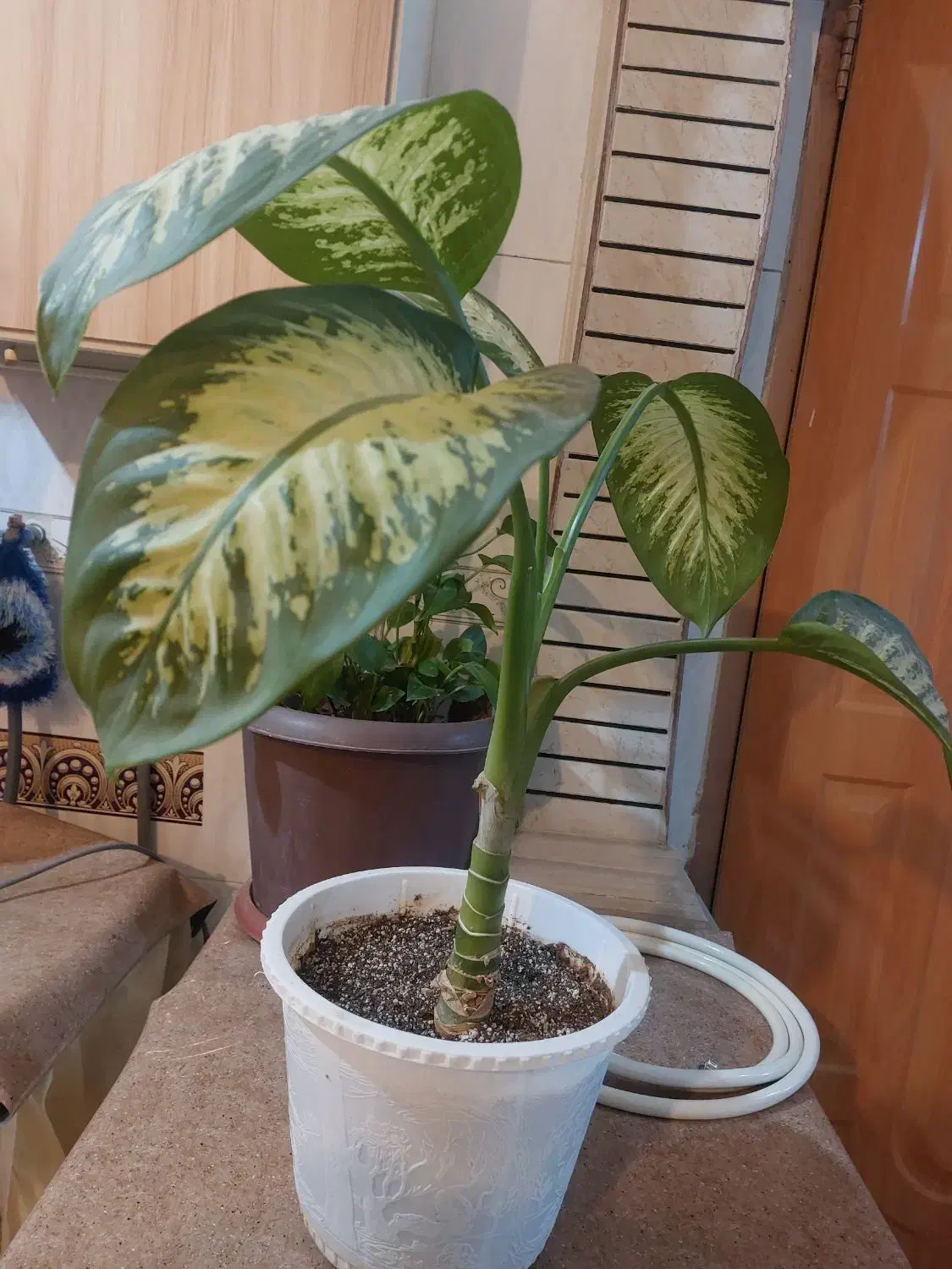 گل اپارتمانی|گل و گیاه طبیعی|شهرکرد, |دیوار