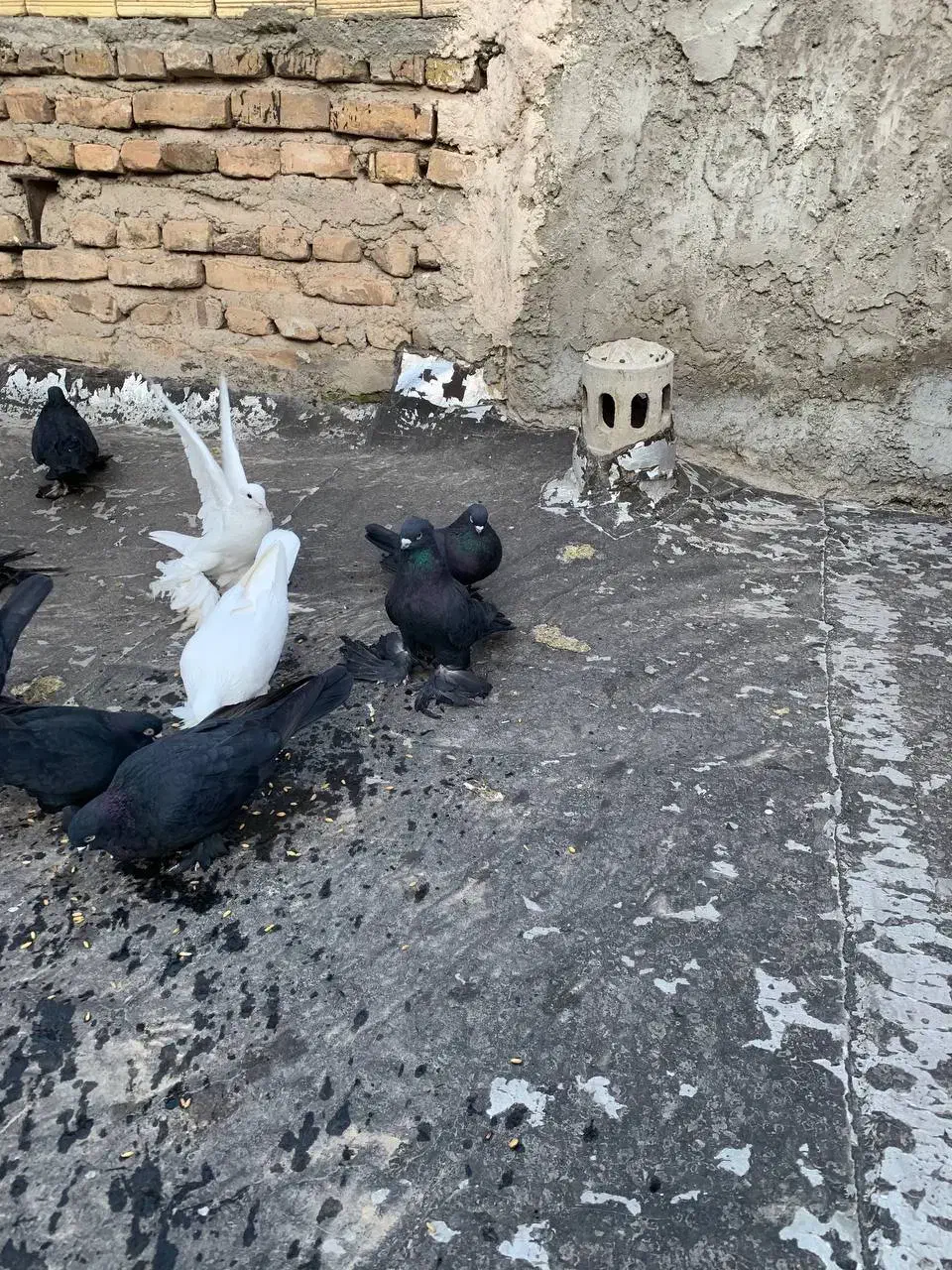 کفتر قره|پرنده|تبریز, |دیوار