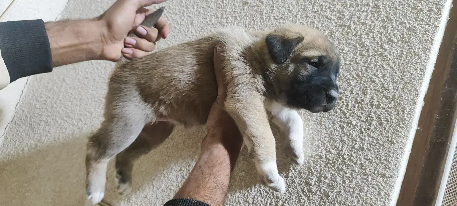 ۳ عدد سگ سرابی سطح یک|سگ|بندرعباس, |دیوار