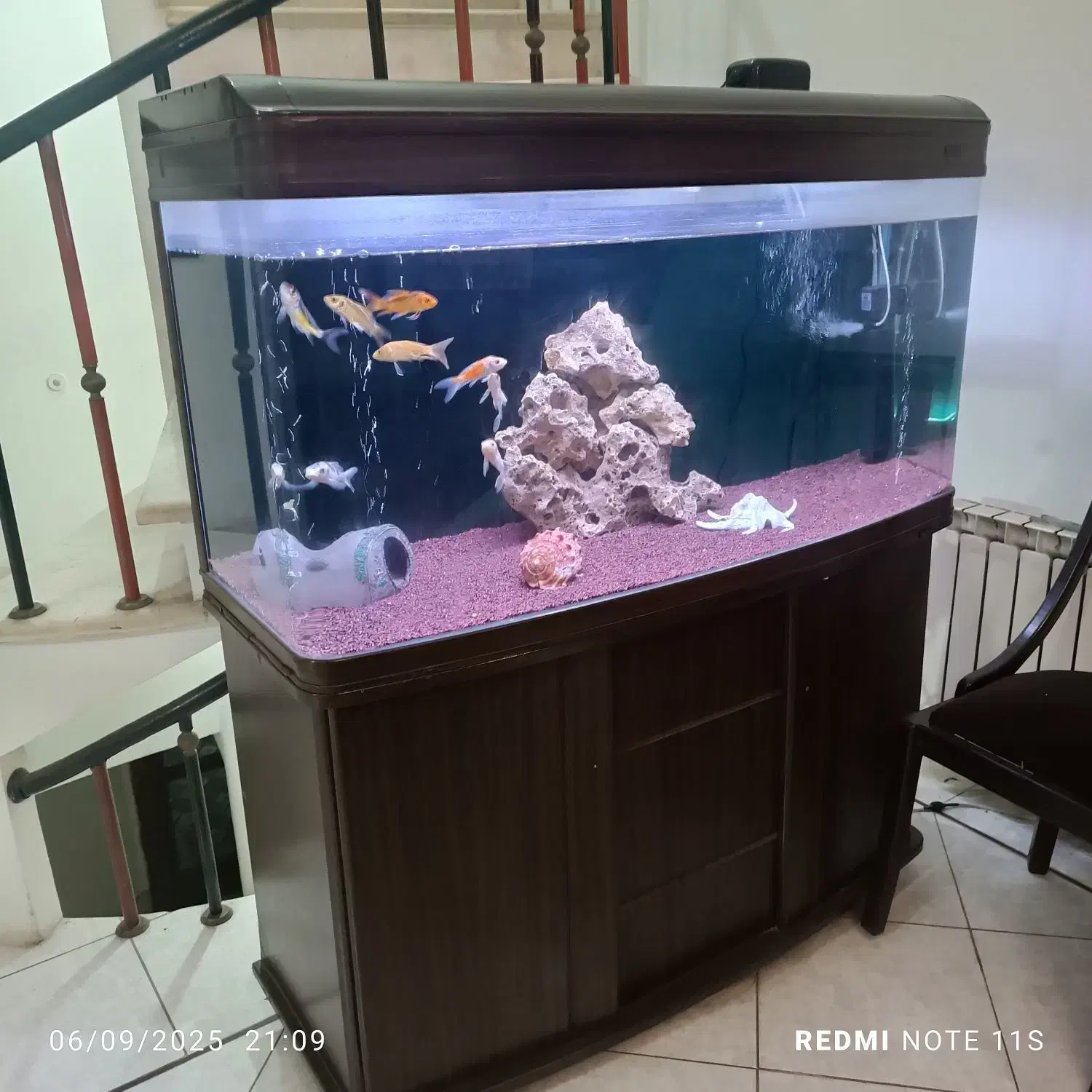 آکواریوم شیشه خم ماهیران|ماهی|لنگرود, |دیوار