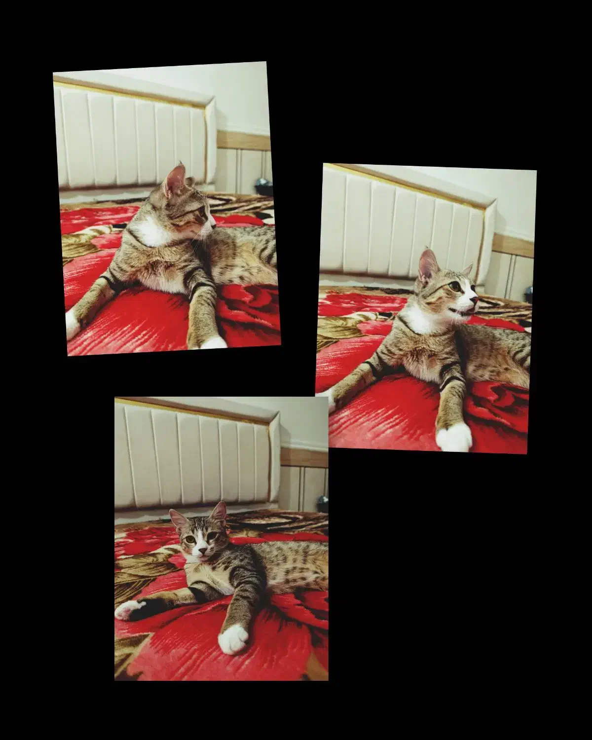 گربه|گربه|اهواز, عین ۲|دیوار