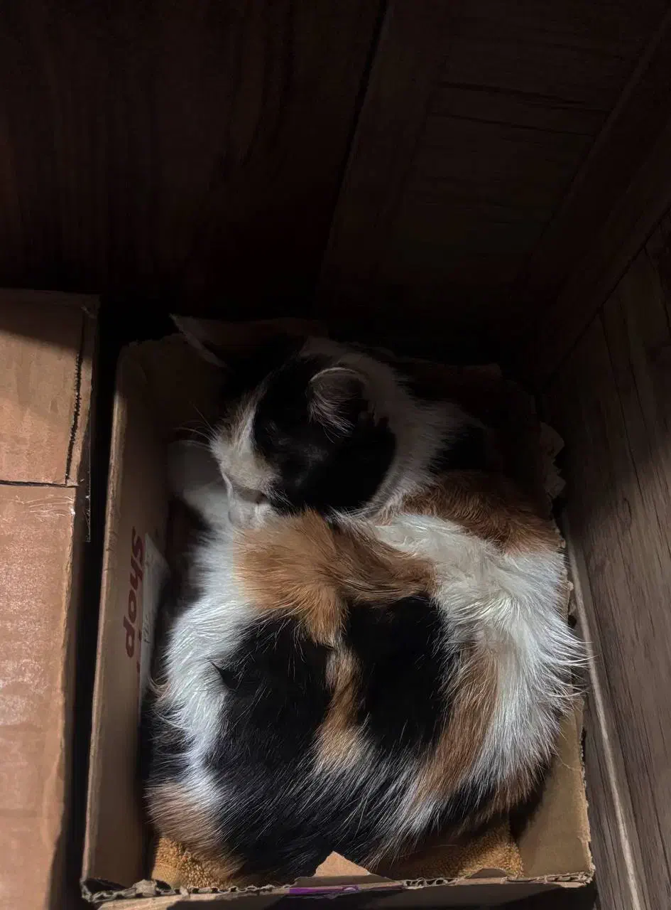 گربه کالیکو|گربه|مشهد, شهرآرا|دیوار