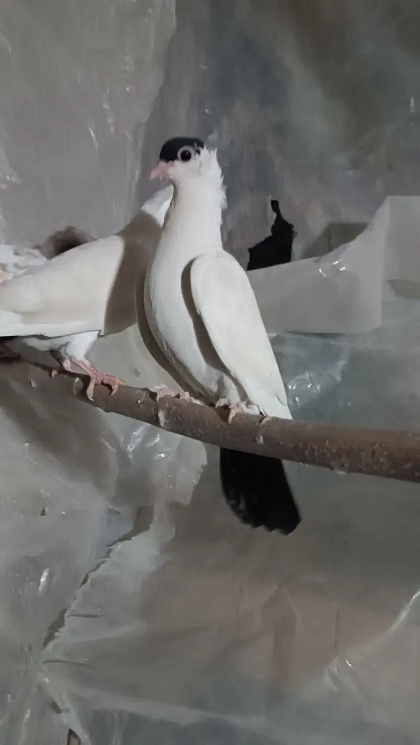 کبوتر ساتن بلژیکی آبی و هملت سیاه|پرنده|نجف‌آباد, کهریزسنگ|دیوار