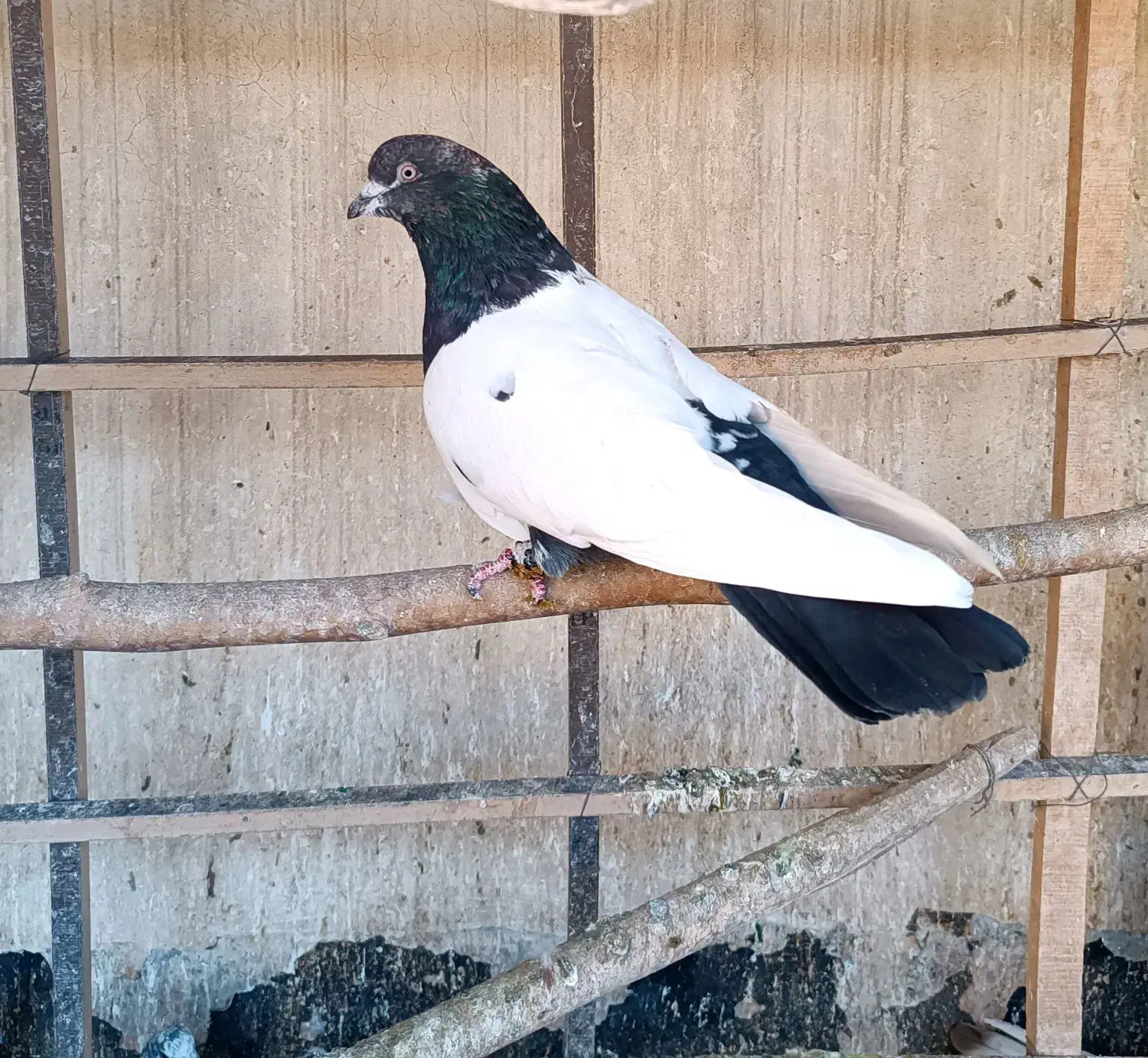 4 عدد کفتر رنگی سینه ای مهر|پرنده|قرچک, مهدیه|دیوار