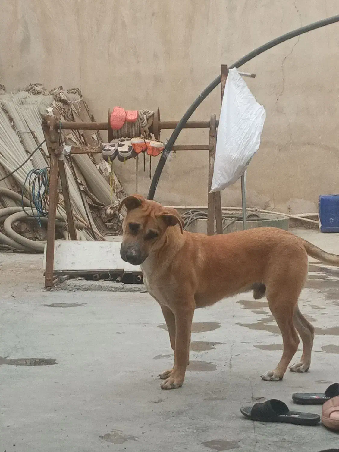 پیتبول سرابی|سگ|بومهن, |دیوار