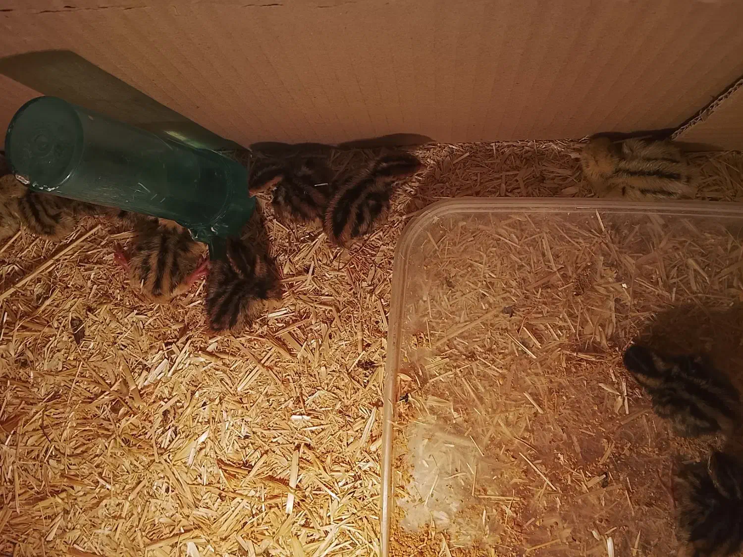 بلدرچین|حیوانات مزرعه|مرودشت, فرهنگ|دیوار