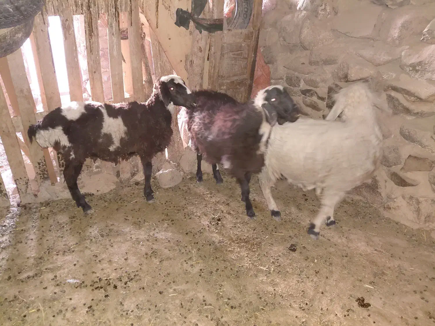 بره درجه یک خونگی|حیوانات مزرعه|سربیشه, |دیوار