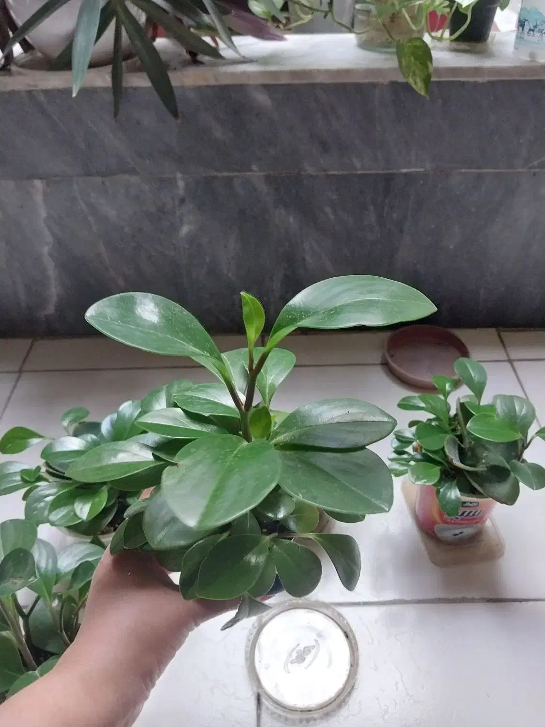 گل قاشقی گل پتوس ابلق|گل و گیاه طبیعی|کرج, اصفهانی‌ها|دیوار