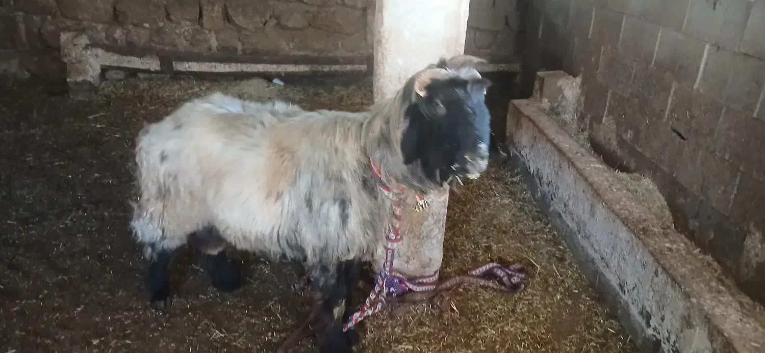 فروش نرمیش دو رون|حیوانات مزرعه|بازفت, |دیوار