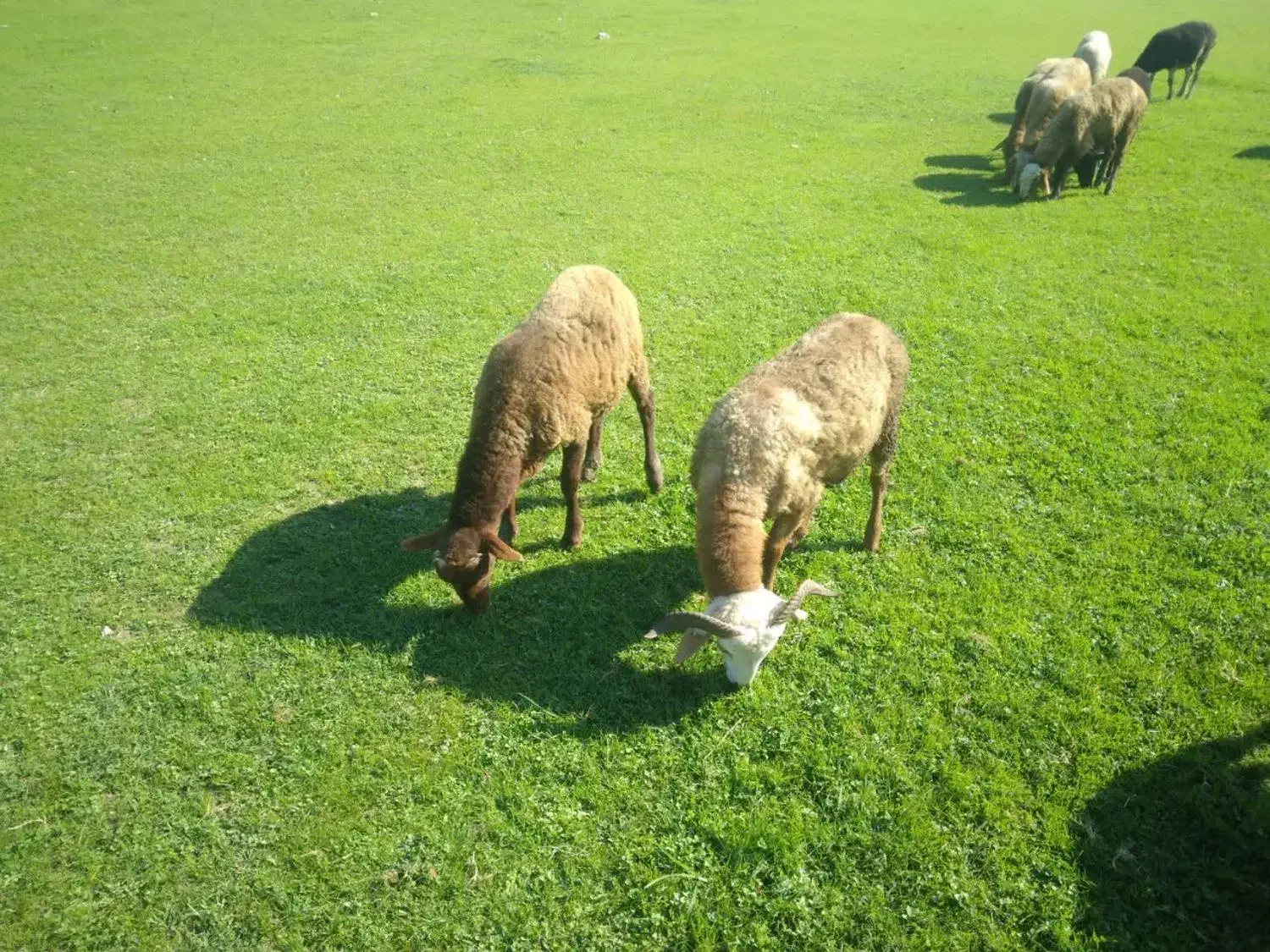 بره نر قوچی، تخمی، گوسفند زل|حیوانات مزرعه|آمل, |دیوار