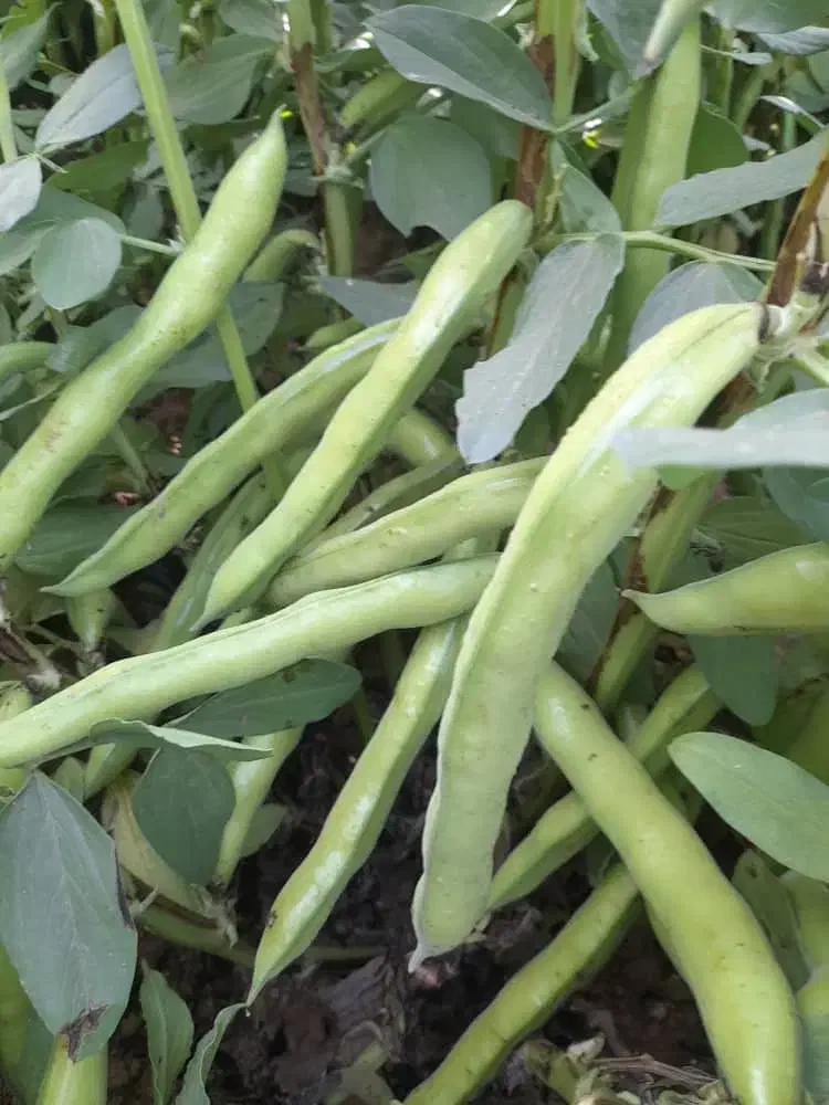 باقلا،باقله بذری و خوراکی.|عمده‌فروشی|ششده و قره بلاغ, |دیوار