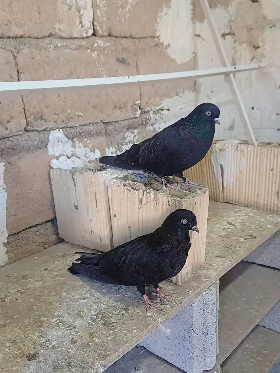 10 عدد کبوتر فروشی|پرنده|سردشت, |دیوار