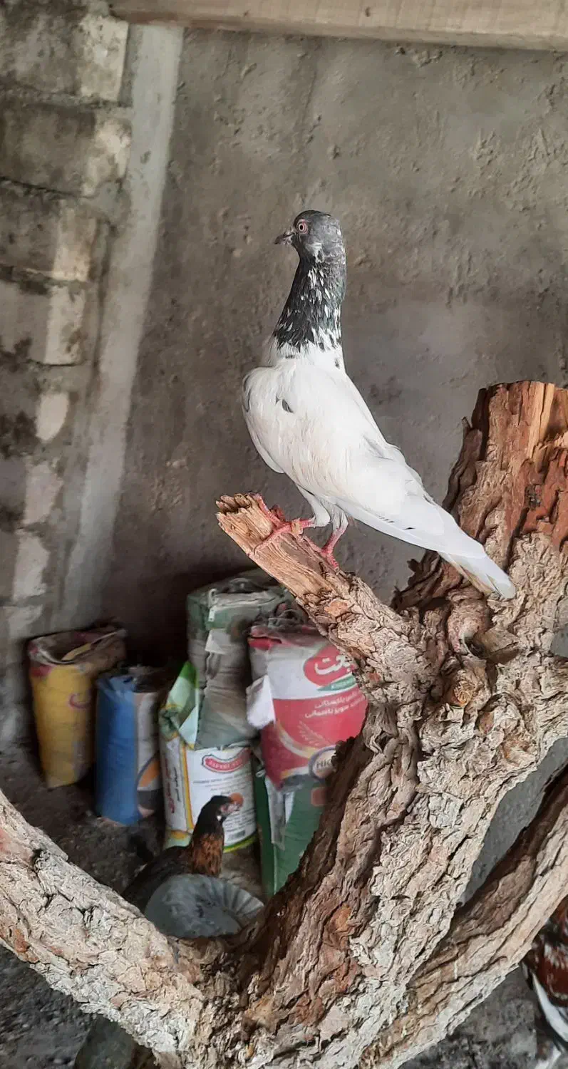 کفتر قشنگ تیدی دم چتری|پرنده|قشم, |دیوار