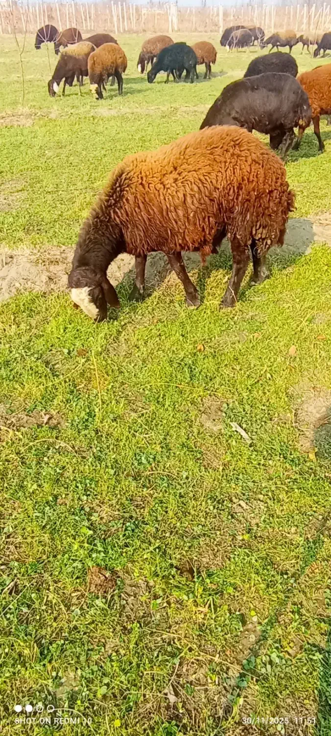 بره نر|حیوانات مزرعه|ارومیه, |دیوار