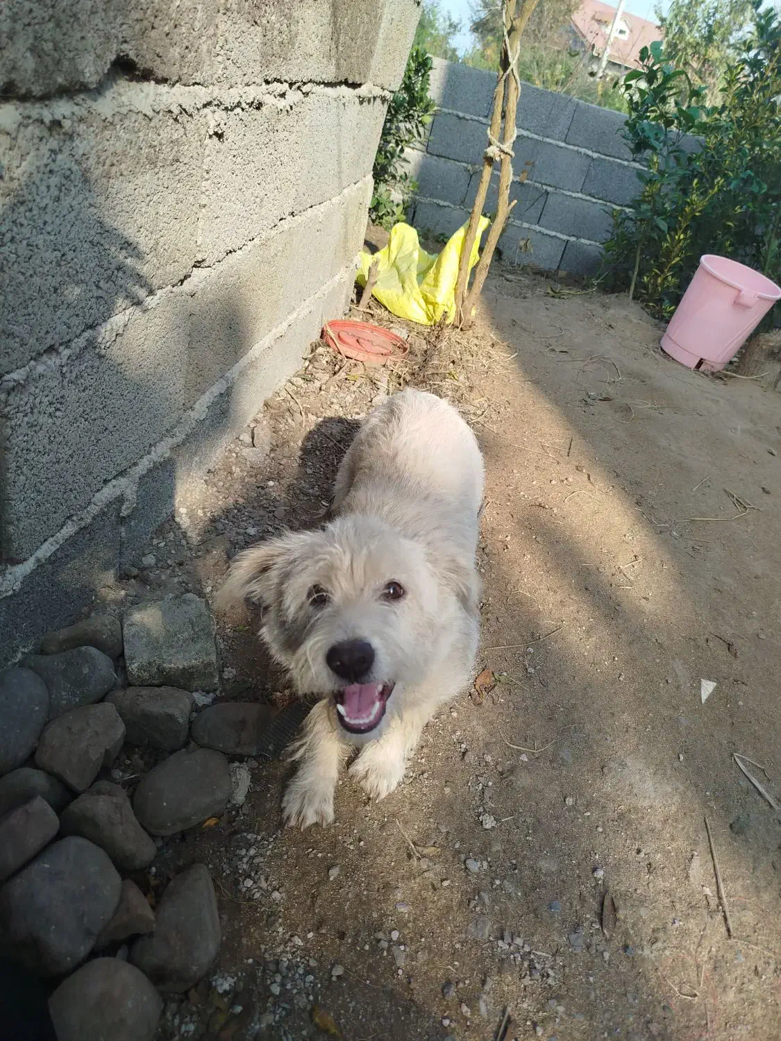 سگ شیتزو10ماهه|سگ|رشت, بازار|دیوار