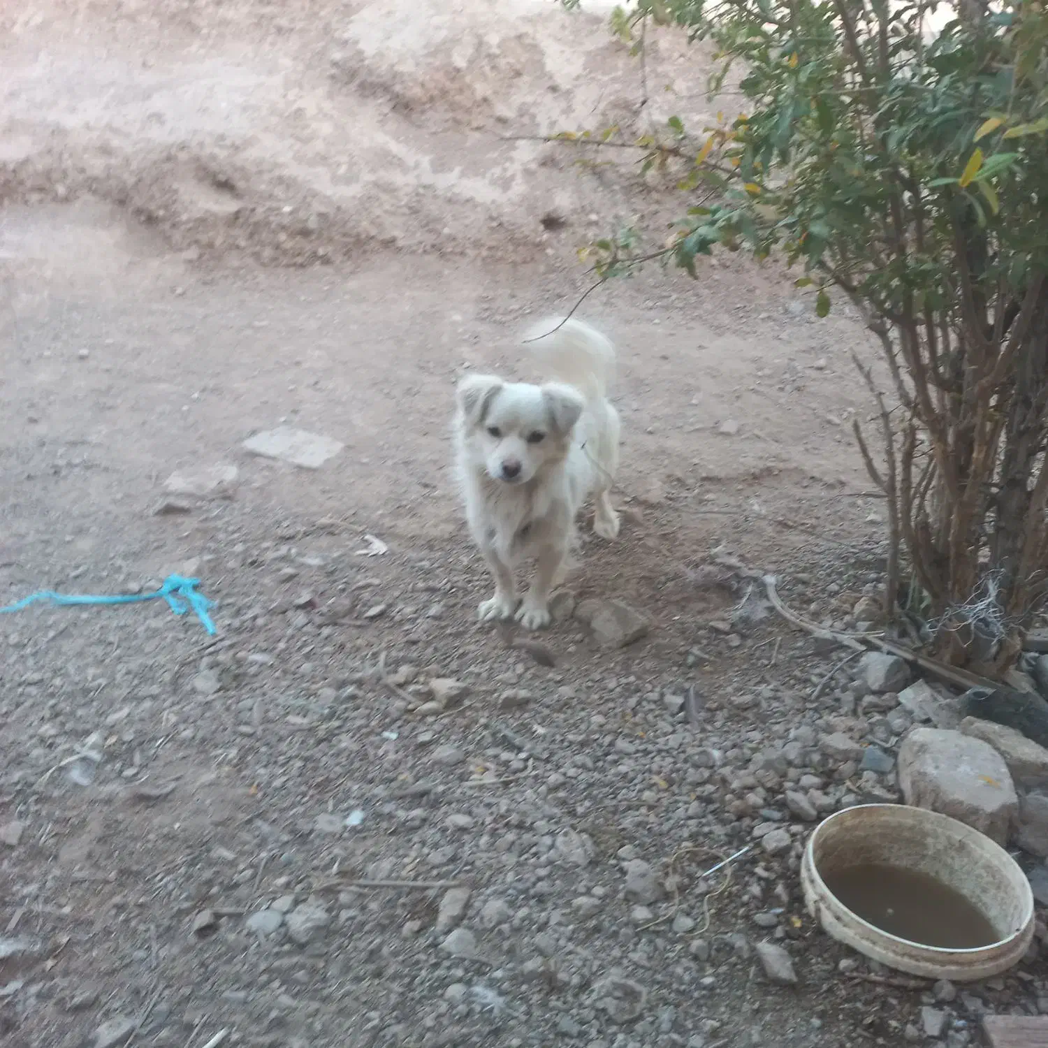 جسی|سگ|پیر بکران, |دیوار