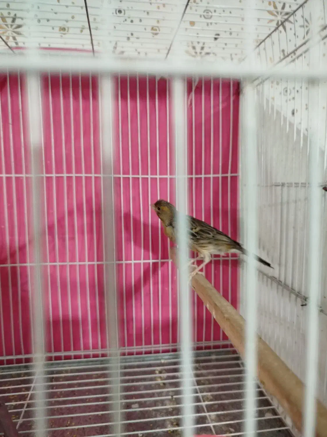 قناری نروماده|پرنده|مشهد, حضرت حجت|دیوار