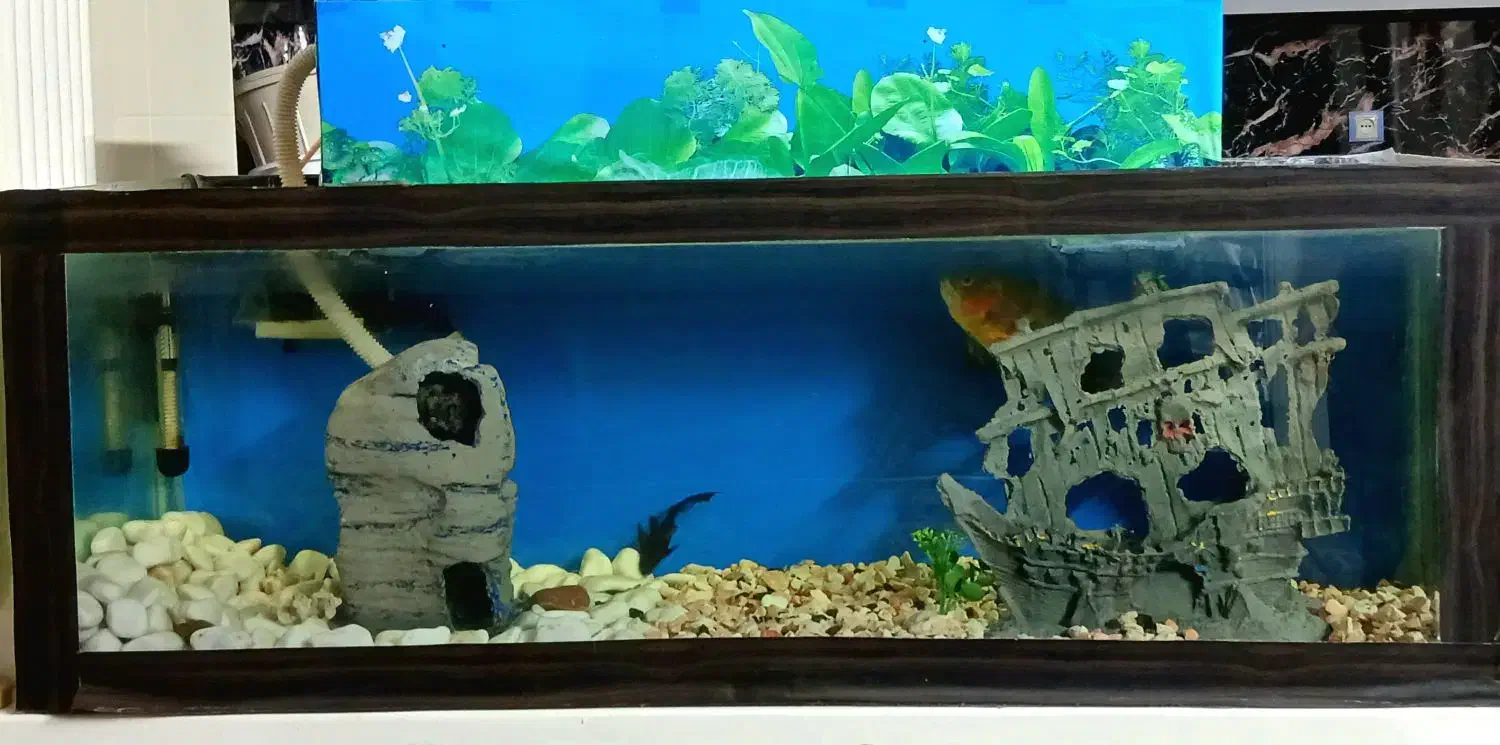 آکواریوم|ماهی|قوچان, |دیوار