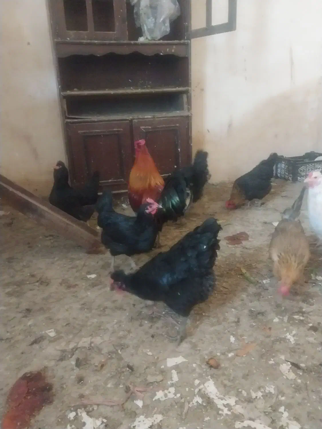 مرغ و خروس محلی|حیوانات مزرعه|شیراز, کوشک میدان|دیوار