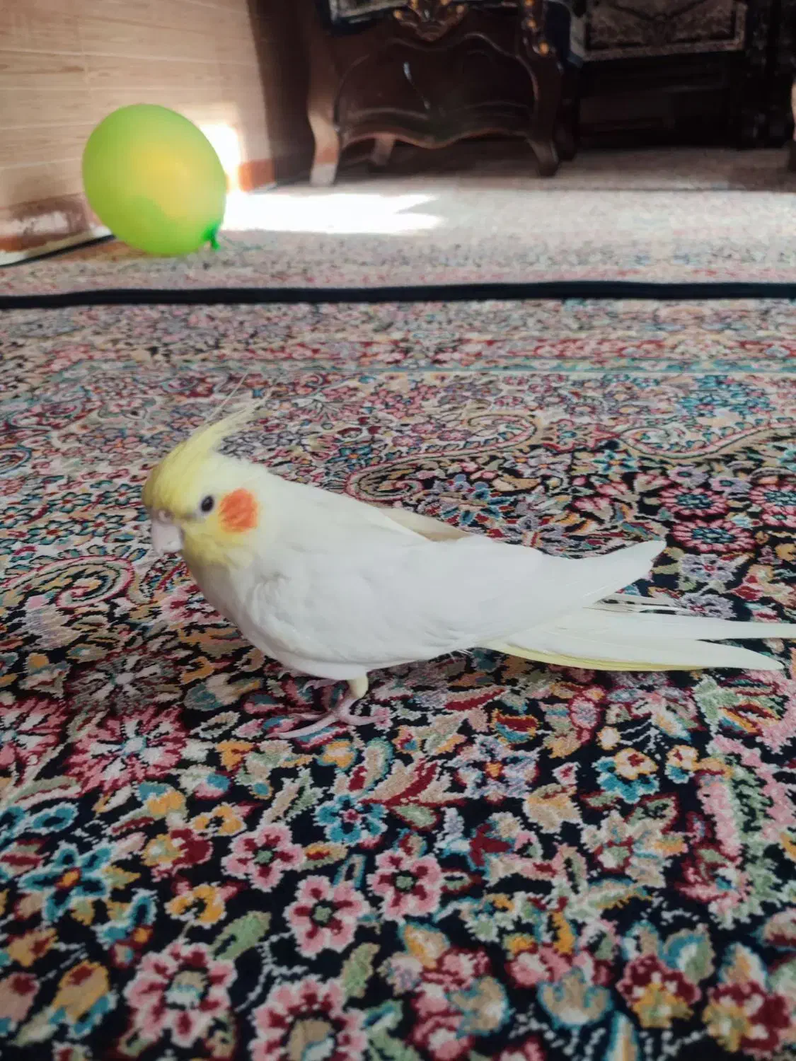 عروس هلندی|پرنده|زرند, |دیوار