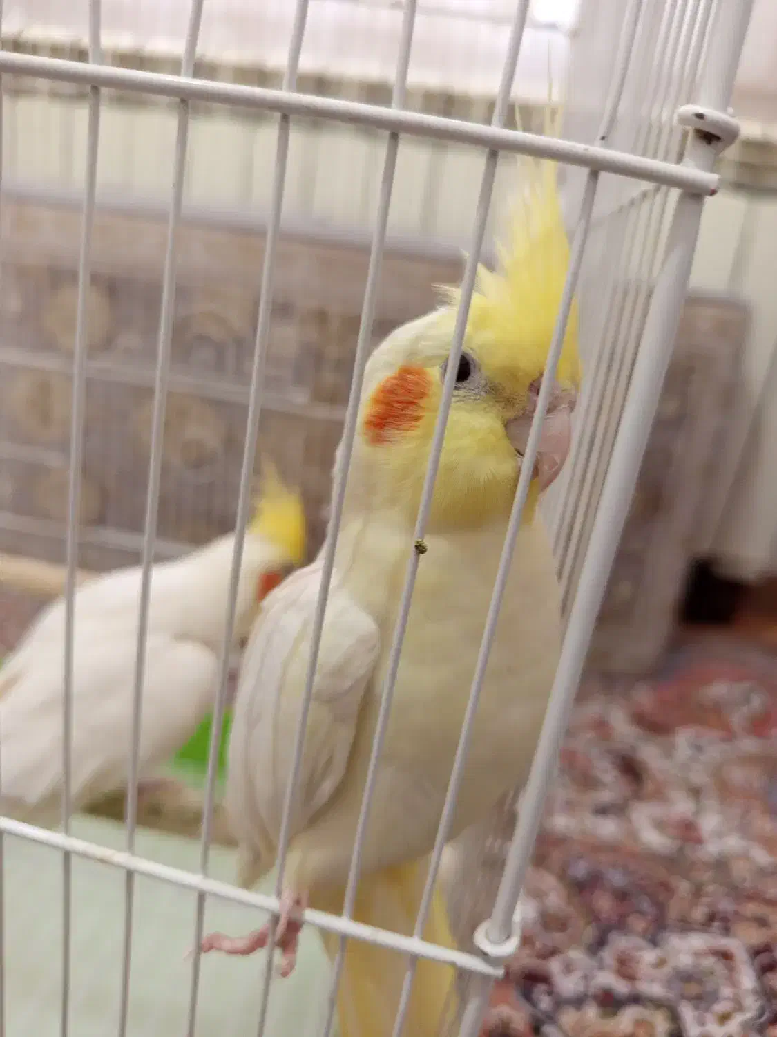 یه جفت عروس هلندی با قفس|پرنده|قزوین, |دیوار