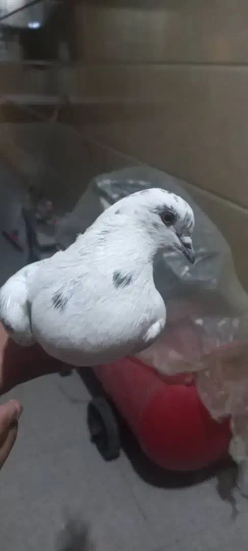 جفت پرشی با سرور ماوضه با طوقی نر|پرنده|ایذه, |دیوار