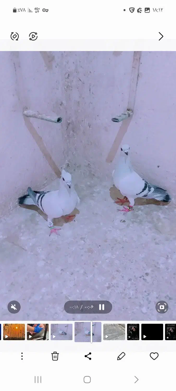 شامی کاکلی|پرنده|مرودشت, ابوذر شمالی‎|دیوار