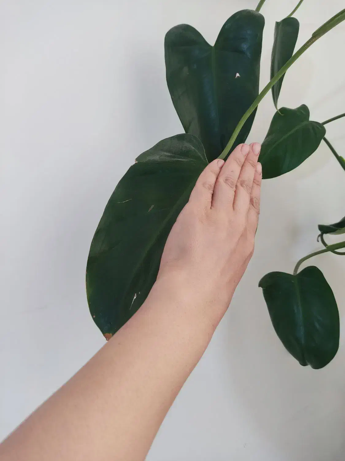 گل فیلو دندرون|گل و گیاه طبیعی|آبیک, |دیوار