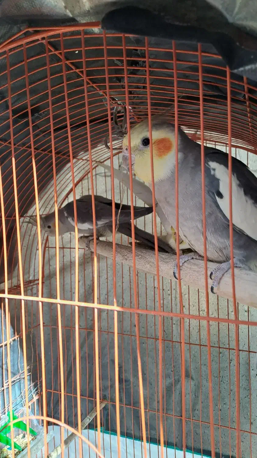 عروس هلندی نر و ماده(جفت نیستن)|پرنده|الشتر, |دیوار