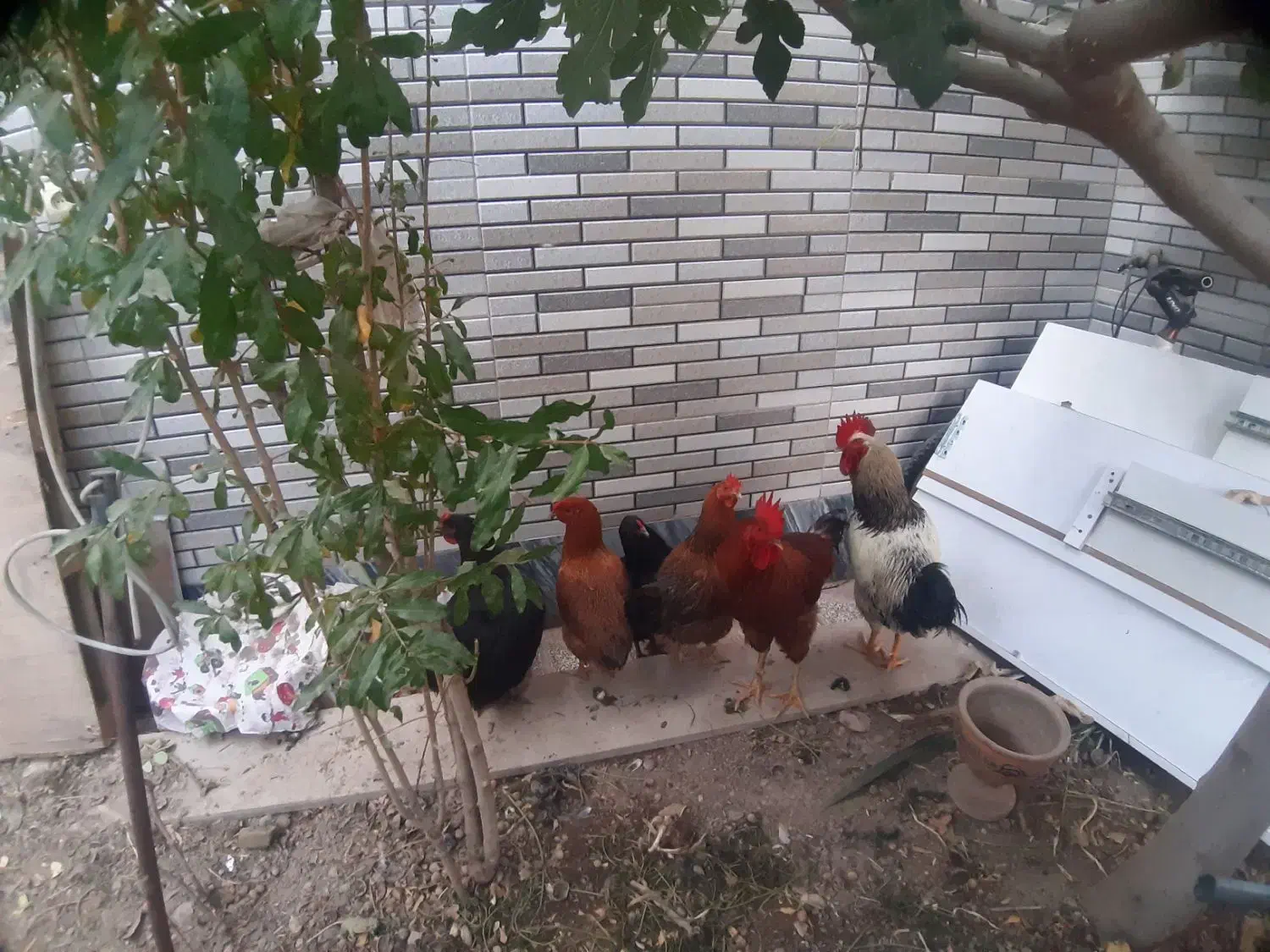 .چهارعددمرغ تخم گذار|حیوانات مزرعه|ماهدشت, |دیوار