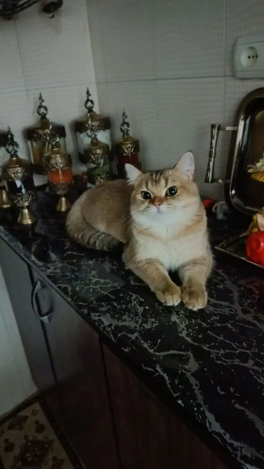 بریتیش گلد نر جفت گیری|گربه|محمدشهر, محمدشهر|دیوار