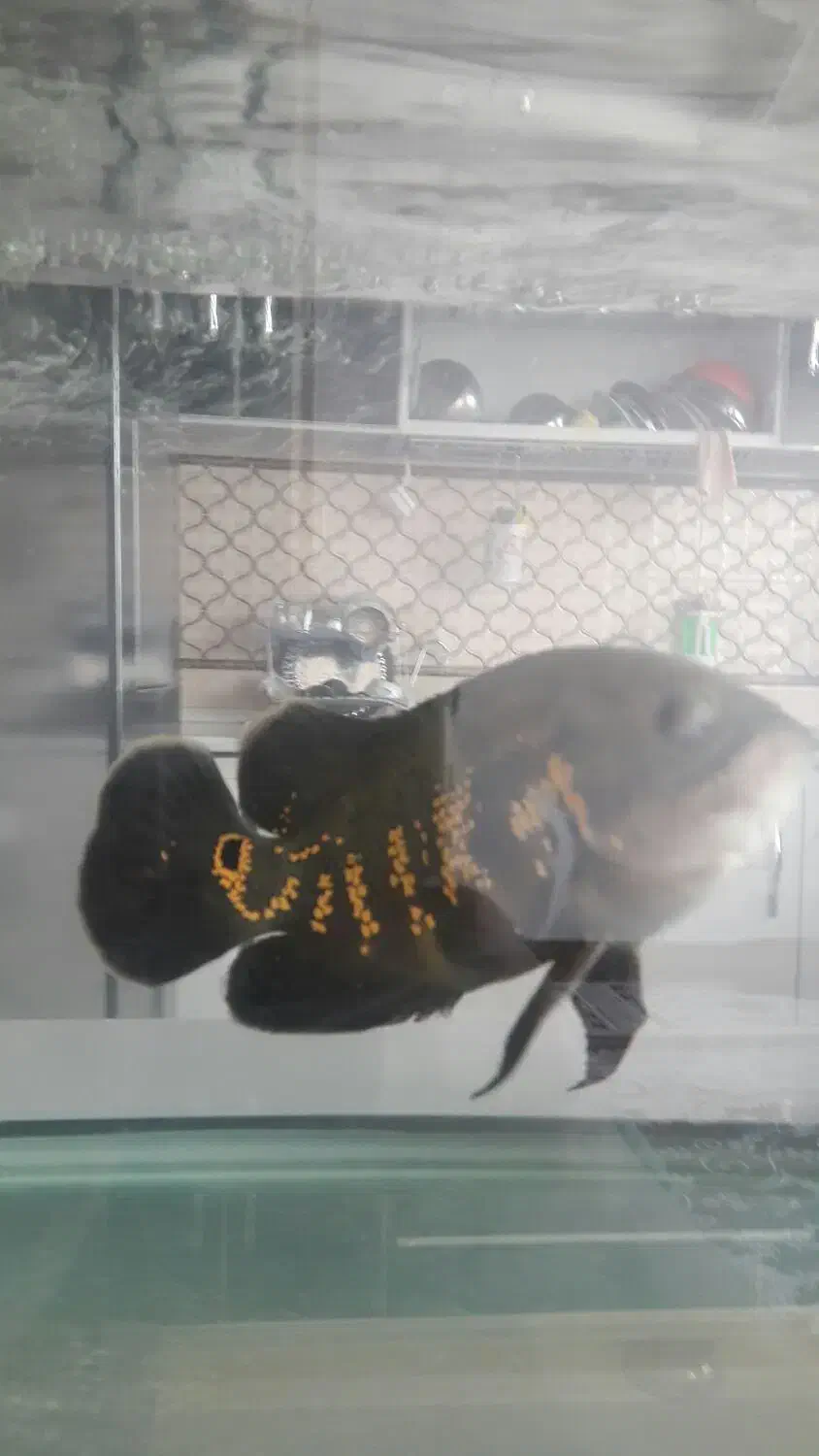 ماهی اسکار|ماهی|نجف‌آباد, شیخ بهایی جنوبی|دیوار